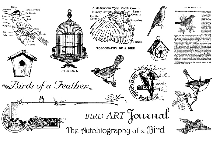 4287072_BIRDS_OF_A_FEATHER_STAMP_SET (700x475, 147Kb)