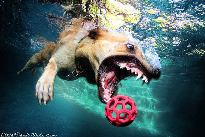 underwater-photos-of-dogs-seth-casteel-10 (700x469, 152Kb)