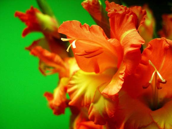 gladiolus07 (580x435, 41Kb)