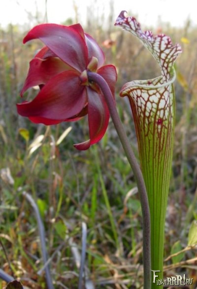 Sarracenia_leucophylla (400x586, 70Kb)