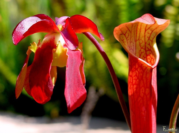 Sarracenia_rubra_ne (700x521, 111Kb)