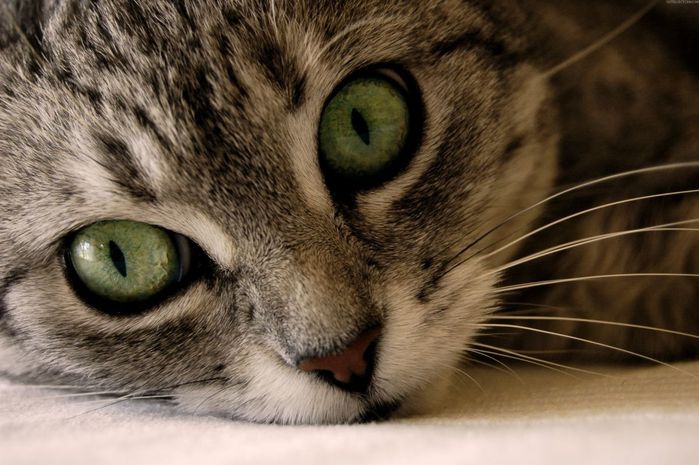 beautiful-cats-wallpapers-1 (700x465, 66Kb)