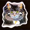 cat-small (100x100, 3Kb)
