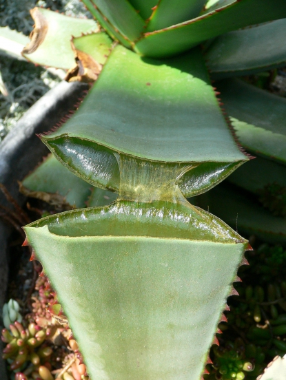 thumb_415_x_552_10514-aloe-3 (415x552, 198Kb)