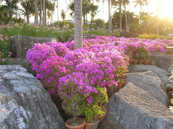 Парк Нонг Нуч (Nong Nooch Tropical Garden) 86939