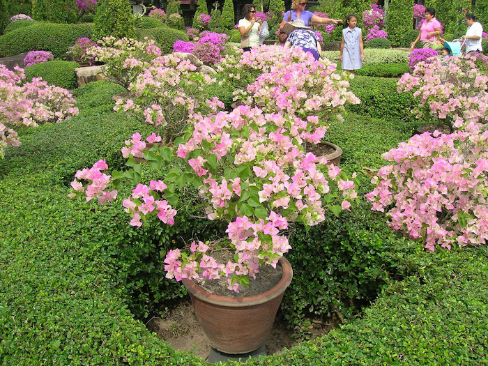 Парк Нонг Нуч (Nong Nooch Tropical Garden) 72155