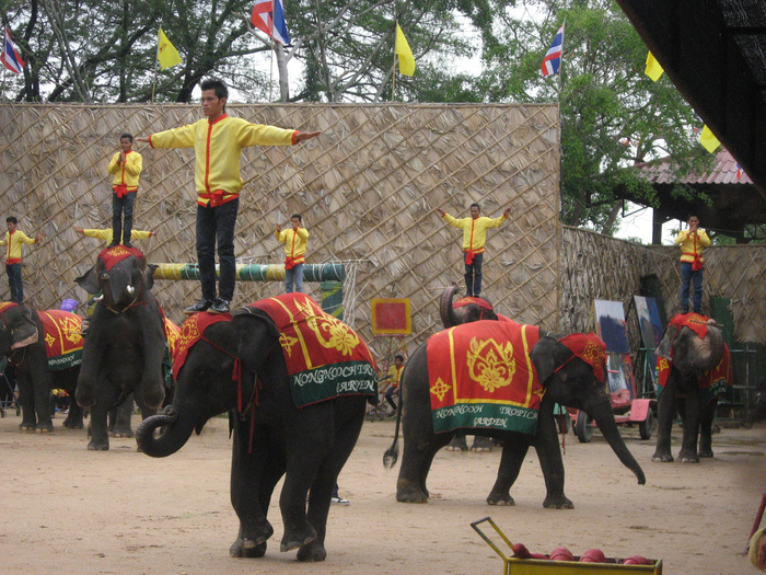 Парк Нонг Нуч (Nong Nooch Tropical Garden) 60923