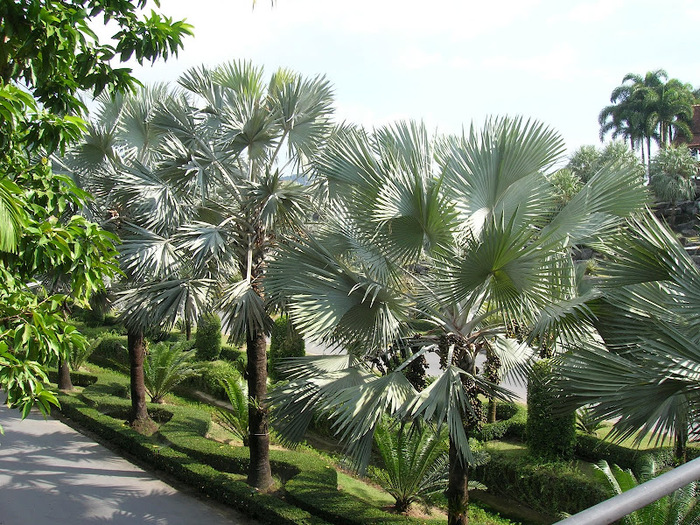 Парк Нонг Нуч (Nong Nooch Tropical Garden) 45770