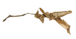  Magic by_Mago74 el (83) (700x358, 96Kb)