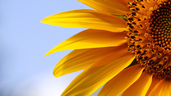 sunflower-wallpaper-1366x768 (700x393, 89Kb)
