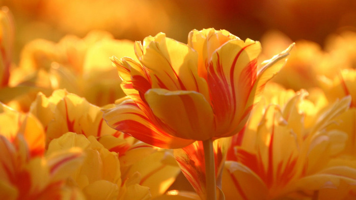yellow-and-red-tulips-wallpaper-1366x768 (700x393, 74Kb)