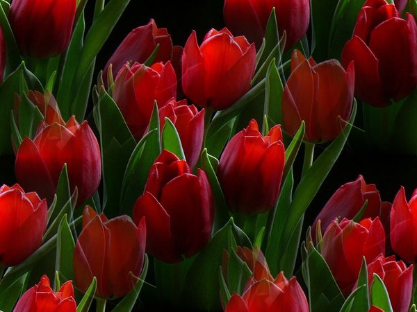 1330116637_tulips (600x450, 52Kb)