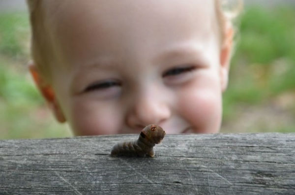 23 «Мой 3-летний сынишка Чарли, - рассказывает автор фото Blake Zickefoose, - подружился с этой гусеницей и называл ее не иначе, как Червячок-Собачка» (600x396, 29Kb)