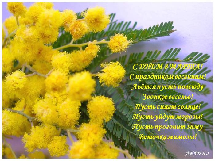 http://img0.liveinternet.ru/images/attach/c/4/84/465/84465778_8_marta_mimoza.jpg