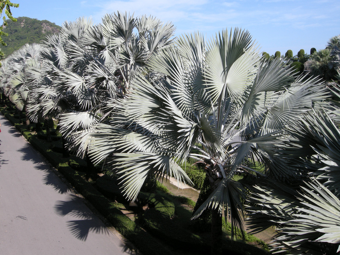 Парк Нонг Нуч (Nong Nooch Tropical Garden) 89846