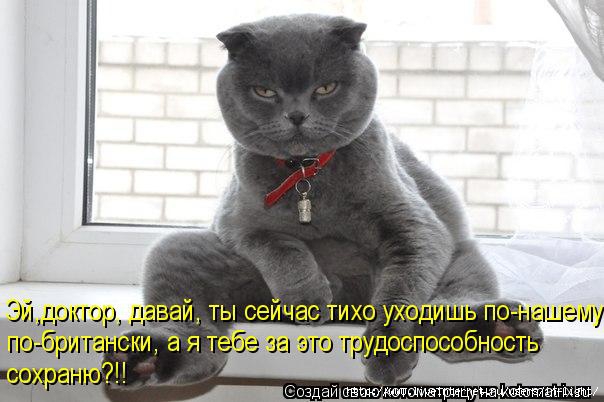 Котоматрица 15 (604x402, 122Kb)