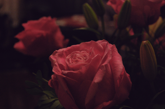 розы, 8 марта, розовые розы
