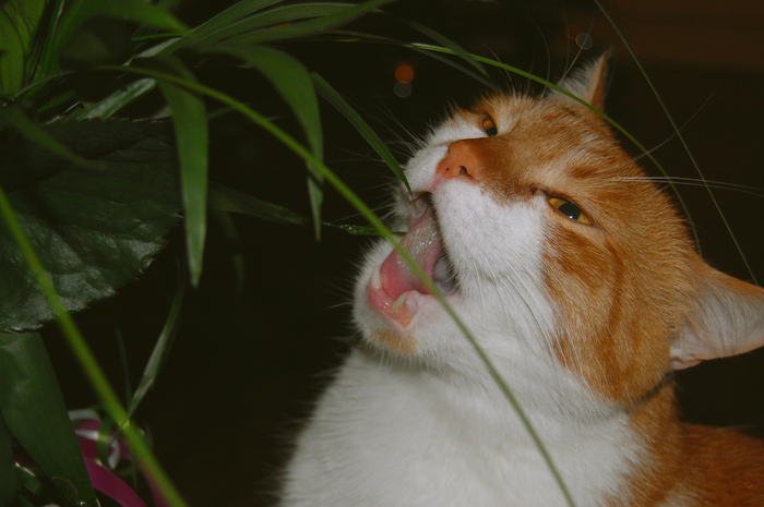 Рыжий кот жует цветы