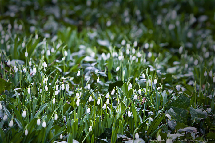 0_76abf_f484aac3_orig (700x466, 198Kb)