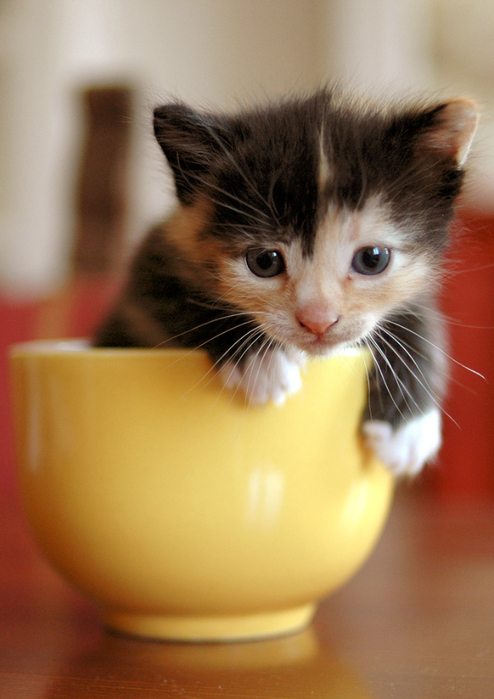 Funny-Kitten-in-Cup (494x700, 367Kb)