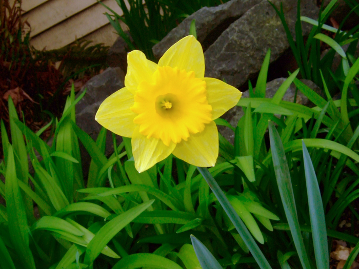 daffodil2 (700x525, 480Kb)