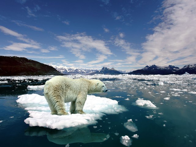 3875377_polarBear11 (640x480, 68Kb)