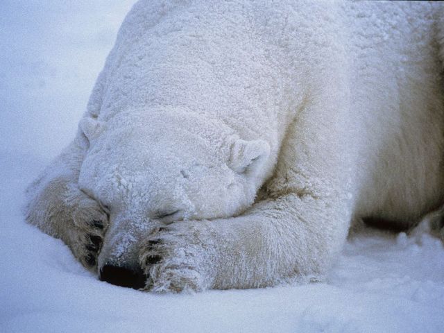 3875377_polarBear08 (640x480, 52Kb)