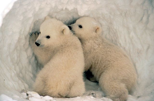 3875377_polarBear01 (640x420, 36Kb)