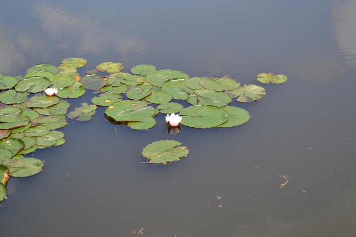 DSC_0944 (700x466, 156Kb)