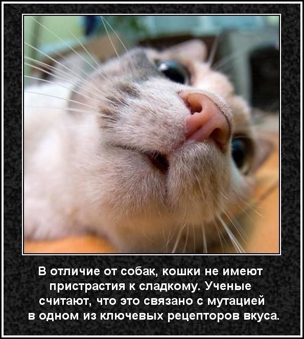 Кошка и все что с ней связано Кошка и все что с ней связано