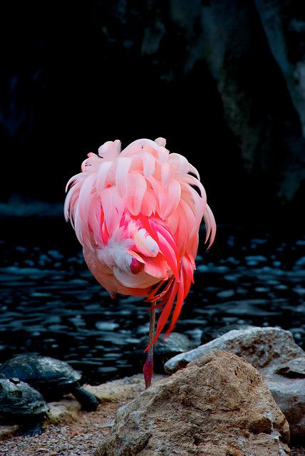 Sleeping flamingo - by Vincent Munier & Jim Brandenburg (428x640, 232Kb)