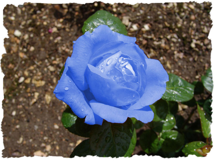 rose bleue 800 (700x525, 394Kb)