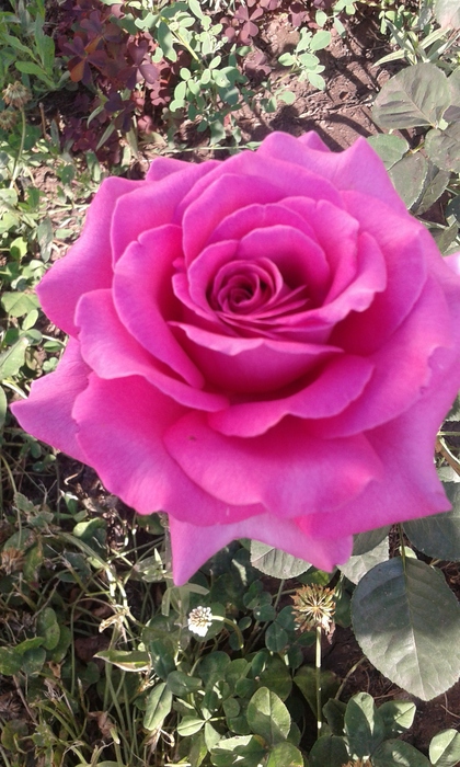 20150621_064637 (420x700, 204Kb)