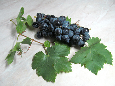 4800487_vinograd (400x300, 76Kb)