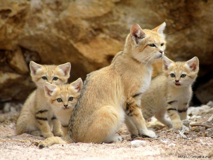 18483860-R3L8T8D-900-sand-cats-kittens-forever-15 (700x525, 270Kb)