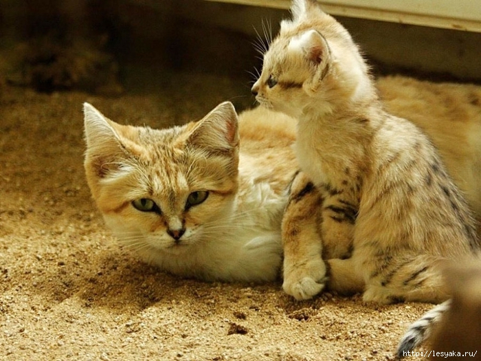 18484360-R3L8T8D-900-sand-cats-kittens-forever-14 (700x525, 300Kb)