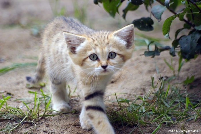 18484210-R3L8T8D-900-sand-cats-kittens-forever-6__880 (700x465, 255Kb)