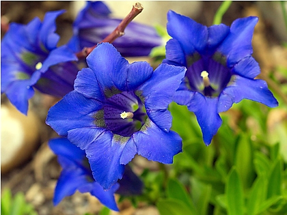 5358008_gentiana_acaulis_59OzyBC (420x315, 124Kb)