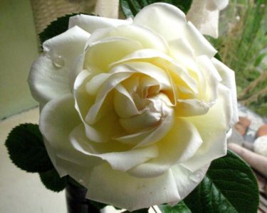 Розы сладкий аромат2 (375x300, 19Kb)