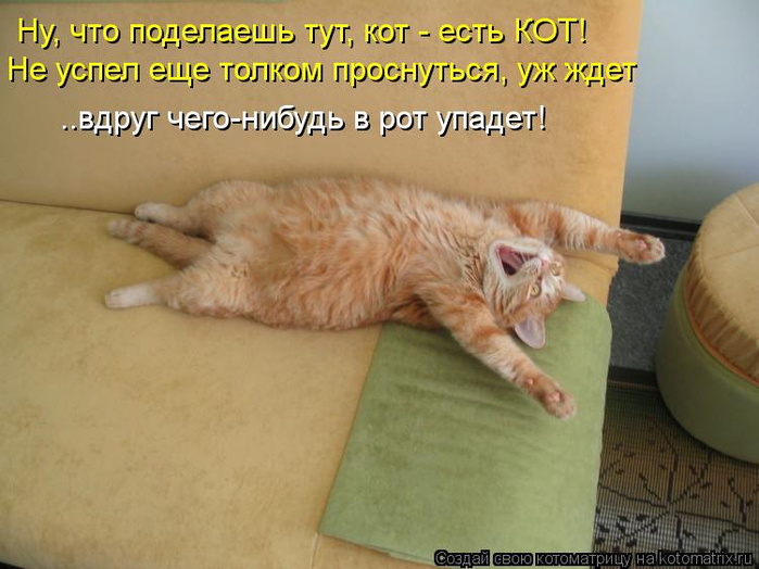 kotomatritsa_tC (700x524, 310Kb)
