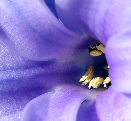 Гиацинт – цветок дождя…7 (500x465, 179Kb)