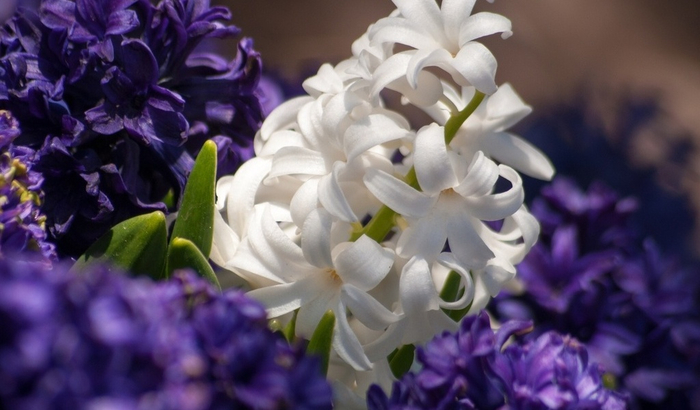 Гиацинт – цветок дождя…9 (700x410, 267Kb)
