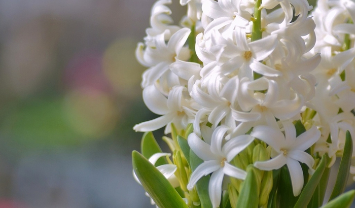 Гиацинт – цветок дождя…11 (700x410, 239Kb)