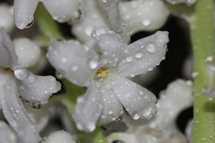 Гиацинт – цветок дождя…17 (700x466, 208Kb)