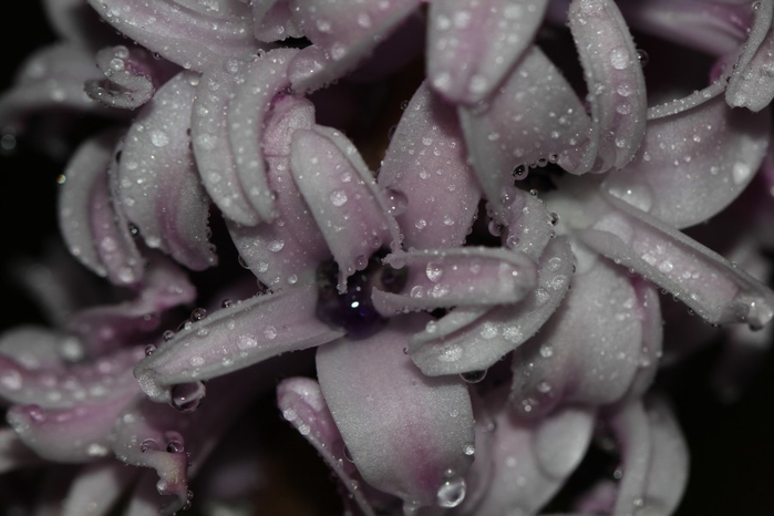 Гиацинт – цветок дождя…20 (700x466, 230Kb)