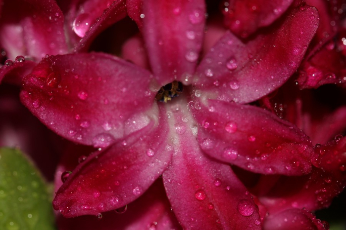 Гиацинт – цветок дождя…22 (700x466, 300Kb)