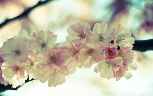 Фотографируем весенние цветы - советы и примеры 4 (600x375, 51Kb)
