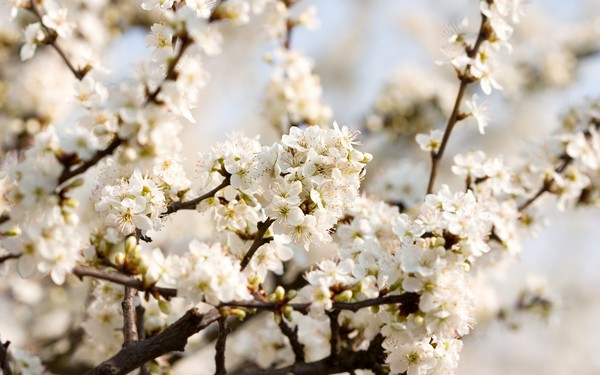 Фотографируем весенние цветы - советы и примеры 5 (600x375, 60Kb)