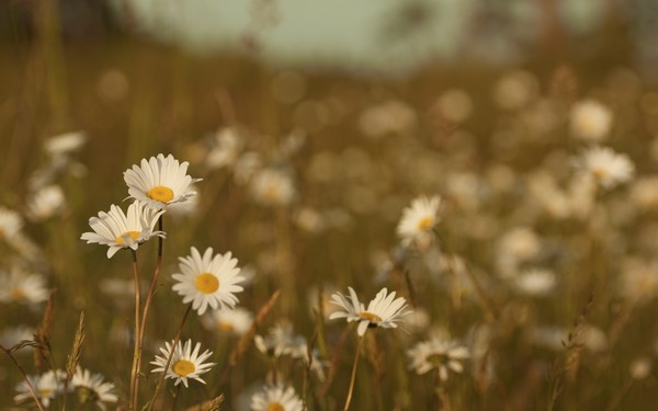 Фотографируем весенние цветы - советы и примеры 39 (600x375, 35Kb)