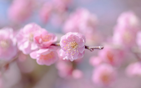 Фотографируем весенние цветы - советы и примеры 49 (600x375, 25Kb)